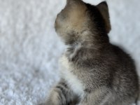 British Shorthair Dark Gold Yavrum
