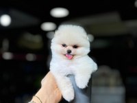 Ayı Yüzlü Pomeranian Boo