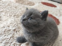 Koca kafalı british shorthair bebişler