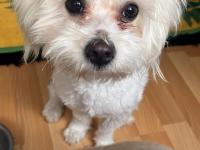 1 Yaşında Maltese Köpeğim