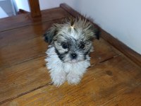 Shih-tzu minik köpekler