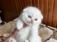 Scottish fold güzellik