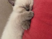 Muhteşem Blue Point British Shorthair Yavrusu 2 Aylık Ve Tuvalet Eğitimli