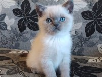 Birbirinden Sevimli British Shorthair Yavruları