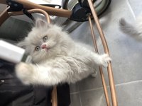 Nadir renk british longhair