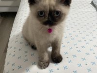 British Shorthair Yavru