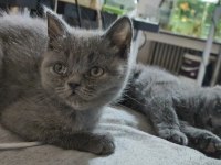Basık Surat Safkan British Shorthair Yavrularım