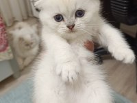Scottish Fold Ve Scottish Straight Yavrularım
