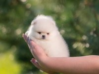 Pomeranian Boo Teddy Bear Yavrularımız