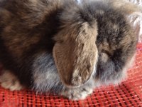 Teddy Lop Tavşanı Yavrular 30 Günlük