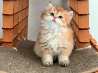 Efsane Güzellikteki Golden British Longhair Ny12