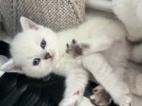 Sıcak yuvasını arayan sevimli mavi gözlü boncuk kediler