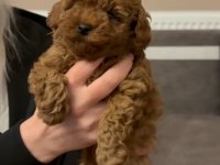 Kore Poodle Yavrular Sağlık Garantili