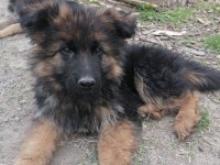 Showline Alman Kurdu Bebekler