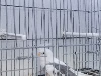 Yavru Erkek Sultan Papağanı