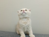 2 Aylık Özel Cream Renk Scottish Fold