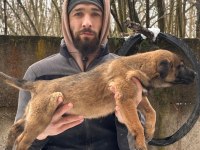 Teslime Hazır Malinois Belçika Kurdu