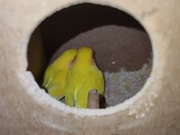 Kafesiyle Birlikte Çift Cennet Papağanı