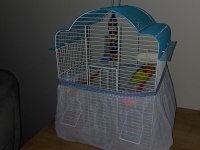 Yeni Yeme Düşmüş Cennet Papağanları