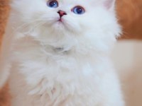 Masalsı Güzellikte Silver British Longhair