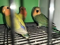 Yavru Sevda Papağanı Evcildir