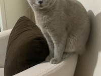 British shorthair 12 aylık kedimiz