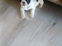 2 haftalık french bulldog yavrularımız