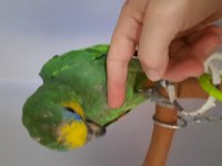 Amazon Papağanımız 7 Aylık