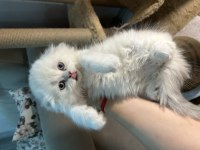 British Longhair Şecereli Soy Erkekler