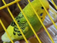 Muhabbet Kuşlar Yeni