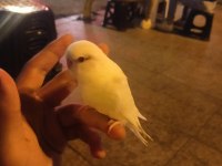 Muhabbet kuşu yavrularımız