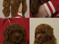 Toy poodle 2 aylık dişi