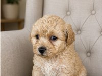 Harika Maltipoo Minikler