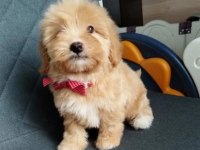 Tüy Dökmeyen Maltipoo Yavrularımız
