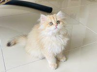 British Longhair Golden Ny11