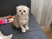 Scottish Fold Kızım Gen Gereği Kesinlikle Koku Bırakmaz