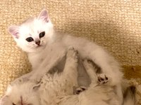 Yakışıklı Mavi Gözlü Minnak British Shorthair