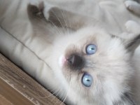 Minik Ragdoll Patilerimiz Sevgi Dolu Ailelerini Bekliyor