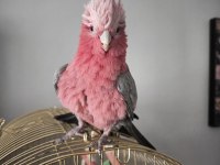 Evcil Gül Kakadu (Isırmaz Uysal) 81 İle Gönderim Var