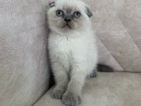 Ayı Surat Top Kafa Sıfır Kulak Scottish Fold Erkek Bebiş