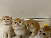 British golden ny12 british shorthair yavrular