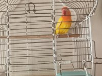 Sevda Papağanları (Uyguna)