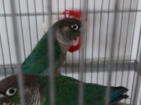 Dna Belgeli Turkuaz Konur Papağanı Takım