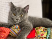 Acil yavru russian blue ilanımız