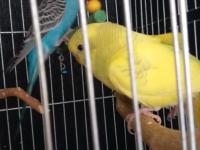 2 Aylık Muhabbet Kuşu Yavrular