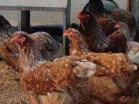 Blue Porselen Brahma Kuluçkalık Yumurta