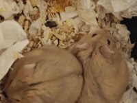 Gonzales hamster ücretsiz sahiplendirme