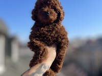 Koyu Kırmızı Poodle Yavru