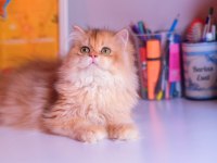 Safkan Şecereli Ny 12 Erkek British Longhair