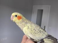 Bebek Sultan Papağanlar